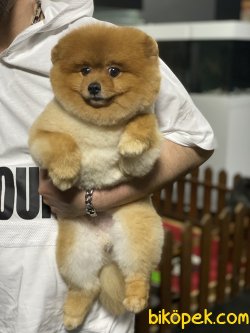 Yetişkin Eğitimli Pomeranian Boo Oğlumuz 2