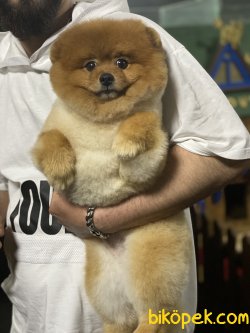 Yetişkin Eğitimli Pomeranian Boo Oğlumuz 3