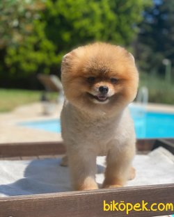 Yetişkin Eğitimli Secereli Teddy Bear Pomeranian Boo 3