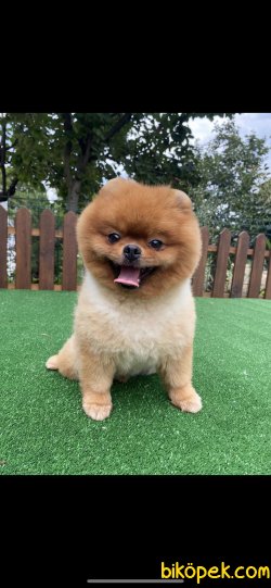 Yetişkin Eğitimli Teddy Bear Pomeranian Boo Boss 1