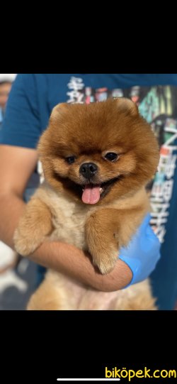 Yetişkin Eğitimli Teddy Bear Pomeranian Boo Boss 3