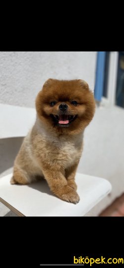 Yetişkin Eğitimli Teddy Bear Pomeranian Boo Boss 2