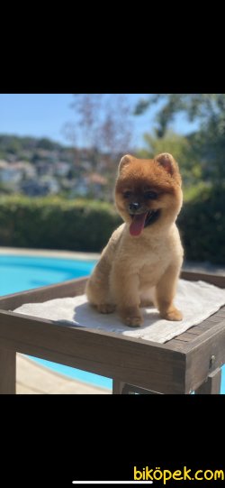 Yetişkin Eğitimli Teddy Bear Pomeranian Boo Liss 1