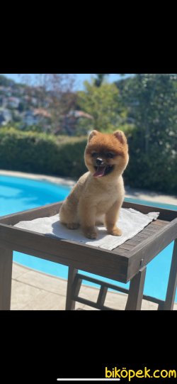 Yetişkin Eğitimli Teddy Bear Pomeranian Boo Liss 2