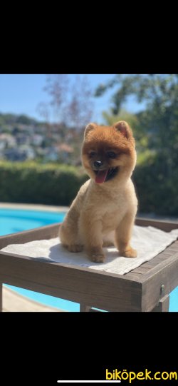 Yetişkin Eğitimli Teddy Bear Pomeranian Boo Liss 3