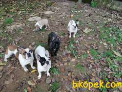 Yetişkin French Bulldog Ailesi 5