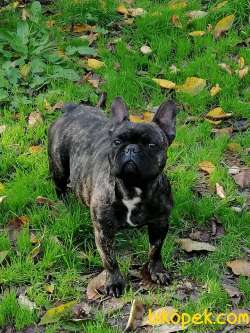Yetişkin French Bulldog Ailesi 1