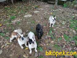 Yetişkin French Bulldog Ailesi 4