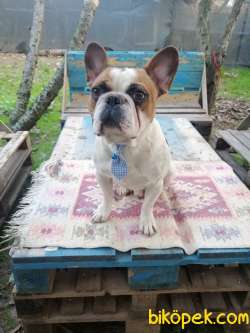 Yetişkin French Bulldog Ailesi 2