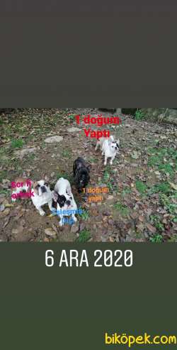 Yetişkin French Bulldog Ailesi 3