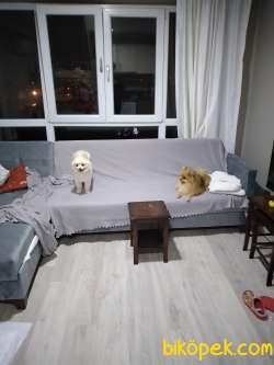 Yetişkin Irk Garantili Boo 1