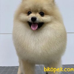 Yetişkin Orange Pomeranian 4