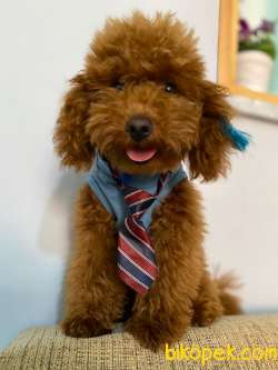 Yetişkin Red Brown Toy  Poodle Lar 3