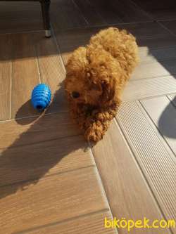 Yetişkin Red Brown Toy  Poodle Lar 2