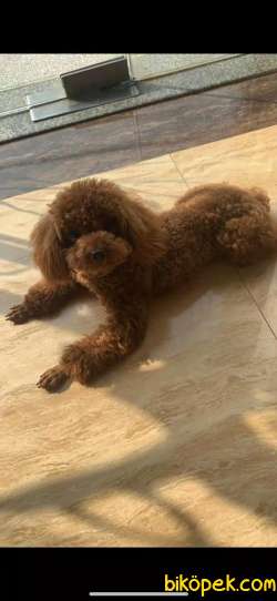 Yetişkin Red Brown Toy  Poodle Lar 1