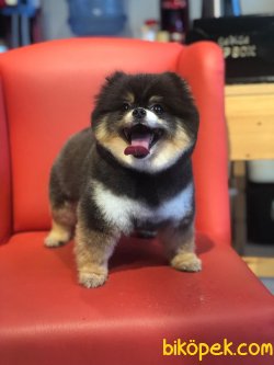 Yetişkin Secereli Özel Renk Boo Pomeranian 2