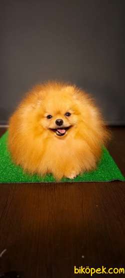 Yetişkin Teddey Bear Pomeranian Boo 1