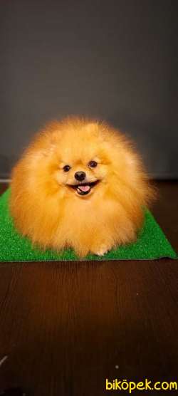 Yetişkin Teddey Bear Pomeranian Boo 4