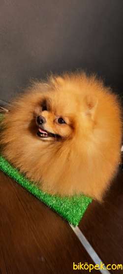 Yetişkin Teddey Bear Pomeranian Boo 2