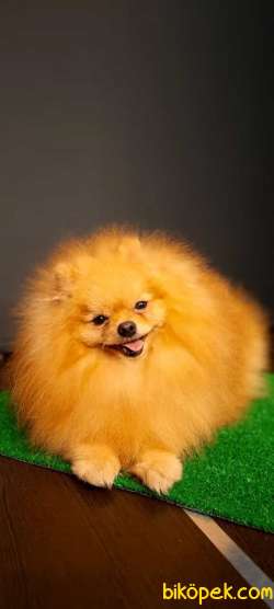 Yetişkin Teddey Bear Pomeranian Boo 3