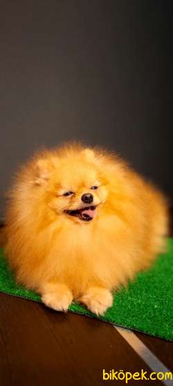 Yetişkin Teddey Bear Pomeranian Boo 5