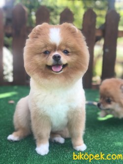 YETISKIN TEDDY FACE POMERANIAN BOO 2
