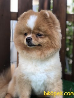YETISKIN TEDDY FACE POMERANIAN BOO 3