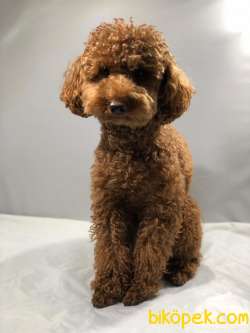 Yetişkin  Toy Poodle 1