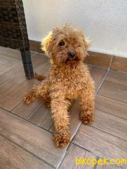 Yetişkin Toy Poodle Yavrular 3
