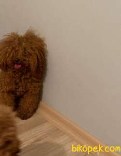 Yetişkin Toy Poodle Yavrular 2