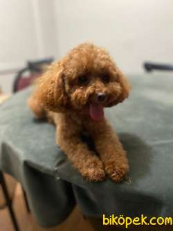 Yetişkin Toy Poodle Yavrular 1
