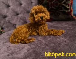 Yetişkin Toy Poodle Yavrular 4