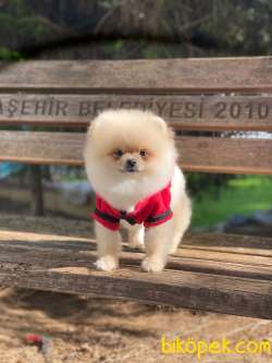 Yetişkin Üst Düzey Pomeranian Kızımız 4