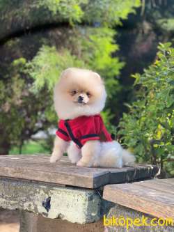 Yetişkin Üst Düzey Pomeranian Kızımız 1