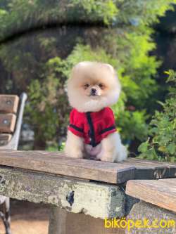 Yetişkin Üst Düzey Pomeranian Kızımız 3