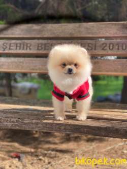 Yetişkin Üst Düzey Pomeranian Kızımız 2