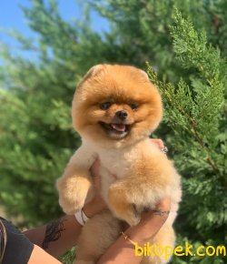 YETISKIN WC EGITIMLI TATTOOLU POMERANIAN BOO 1