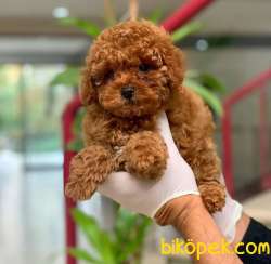 Yılbaşına Özel Evinize Neşe Katacak ToyPoodle 2