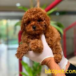 Yılbaşına Özel Evinize Neşe Katacak ToyPoodle 3