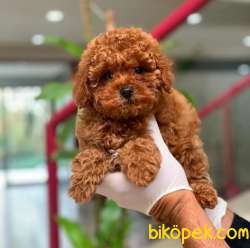 Yılbaşına Özel Evinize Neşe Katacak ToyPoodle 1