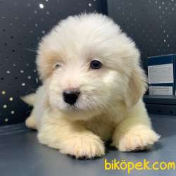 Yılbaşına Özel Iki Adet Sıfır Numara Dişi Maltipoo :) 4