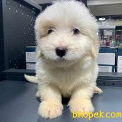 Yılbaşına Özel Iki Adet Sıfır Numara Dişi Maltipoo :) 5