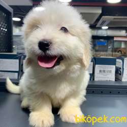 Yılbaşına Özel Iki Adet Sıfır Numara Dişi Maltipoo :) 3