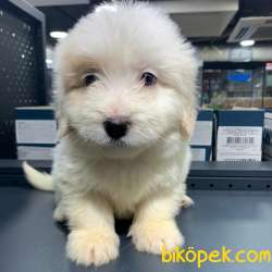 Yılbaşına Özel Iki Adet Sıfır Numara Dişi Maltipoo :) 1