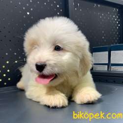 Yılbaşına Özel Iki Adet Sıfır Numara Dişi Maltipoo :) 2