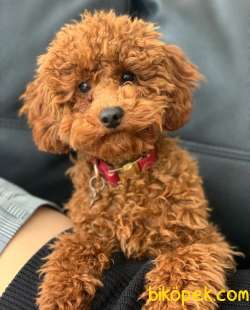 !! YİLBASİNA ÖZEL !!  İNDİRİMLİ !!! Red Toy Poodle Yavrulari 4