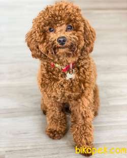 !! YİLBASİNA ÖZEL !!  İNDİRİMLİ !!! Red Toy Poodle Yavrulari 3