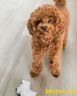 !! YİLBASİNA ÖZEL !!  İNDİRİMLİ !!! Red Toy Poodle Yavrulari 2