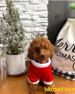 !! YİLBASİNA ÖZEL !!  İNDİRİMLİ !!! Red Toy Poodle Yavrulari 1