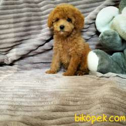 !! YİLBASİNA ÖZEL !!  İNDİRİMLİ !!! Red Toy Poodle Yavrulari 2